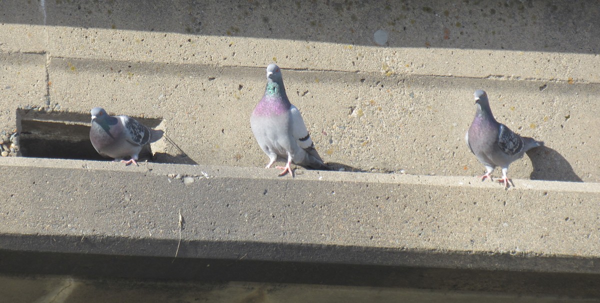 Rock Pigeon (Feral Pigeon) - ML538535471
