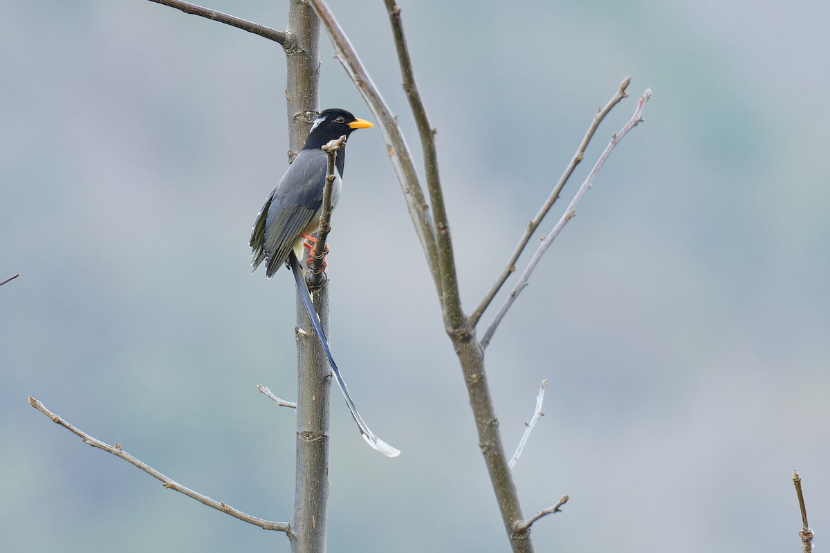 Yellow-billed Blue-Magpie - Vincent Wang