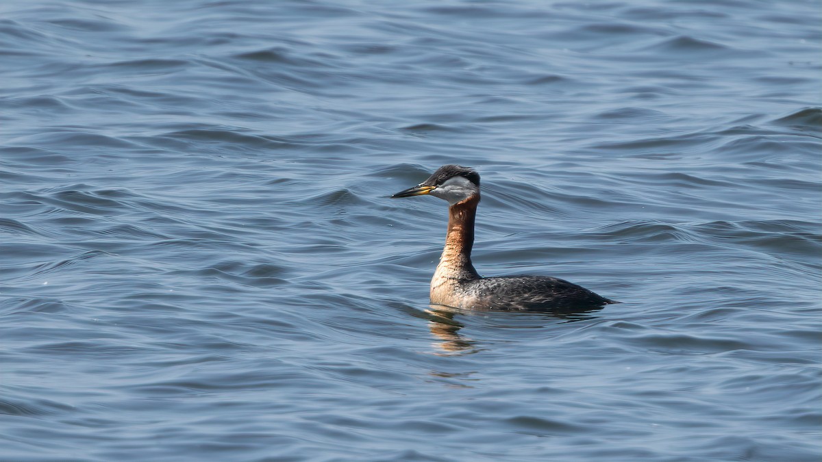 Red-necked Grebe - paul mclelland