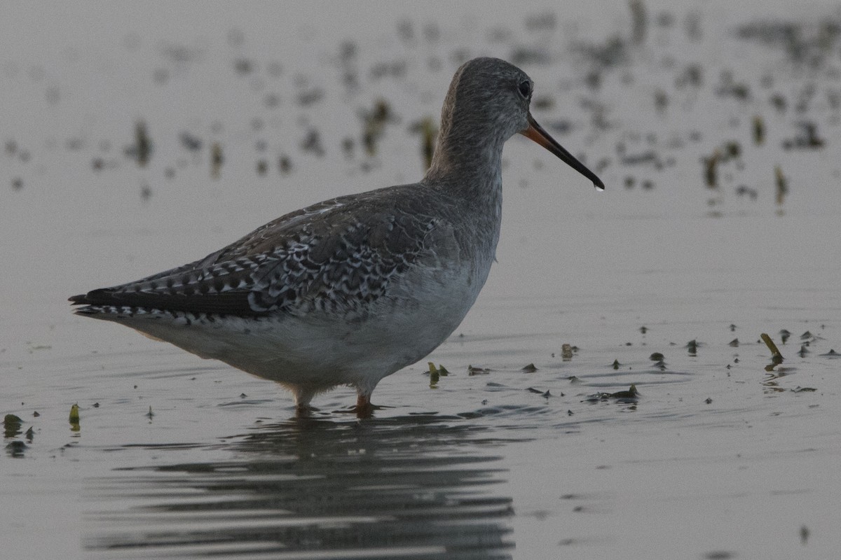 Spotted Redshank - ML538536621