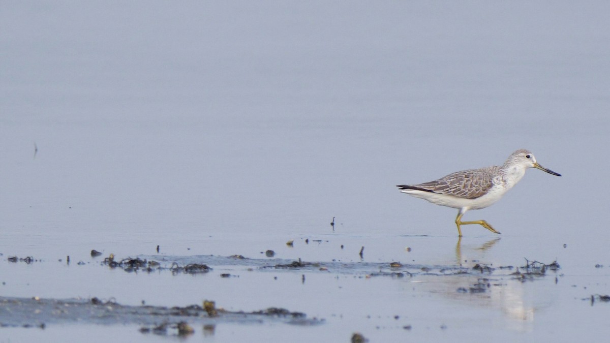 Nordmann's Greenshank - ML538536661