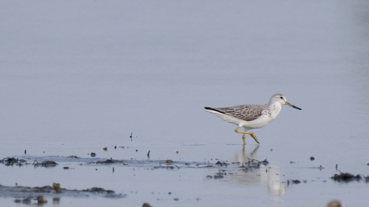 Nordmann's Greenshank - Sean Melendres