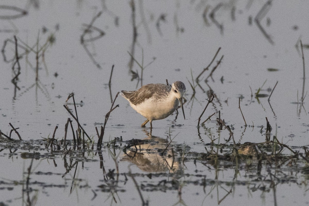 Marsh Sandpiper - Nazes Afroz