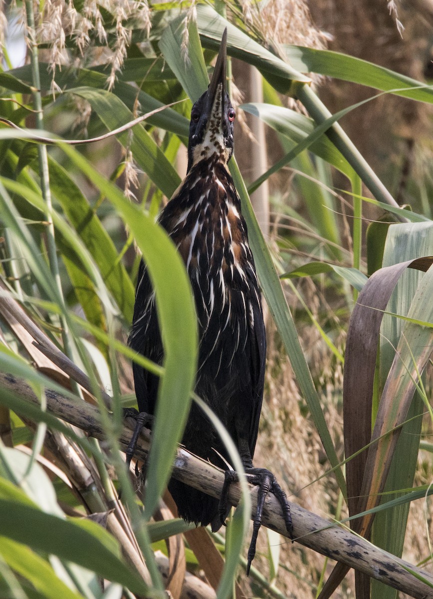 Black Bittern - Nazes Afroz