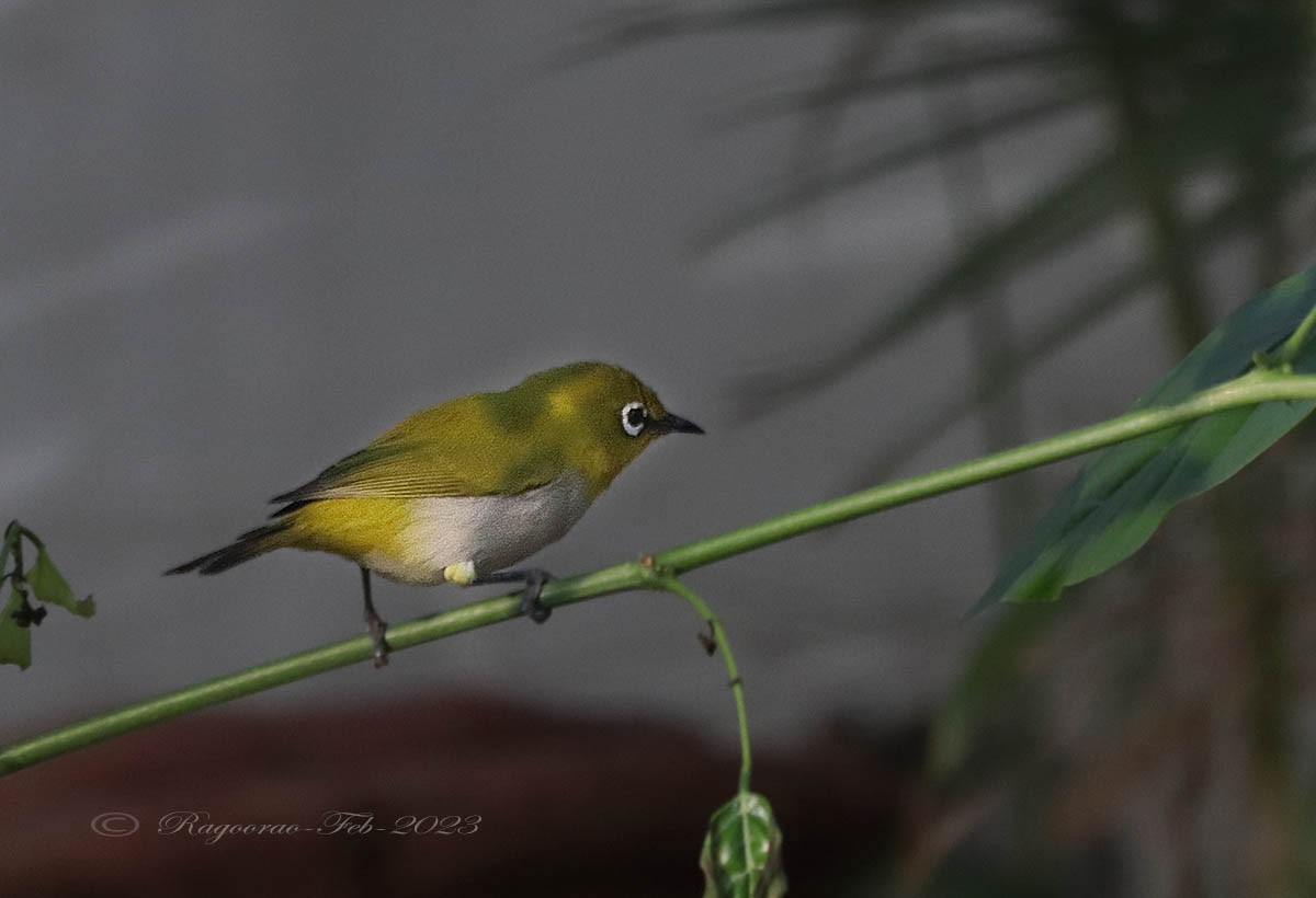 Indian White-eye - Ragoo  Rao