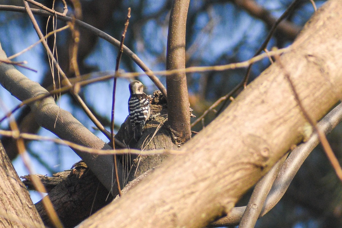 Gray-capped Pygmy Woodpecker - ML538537971