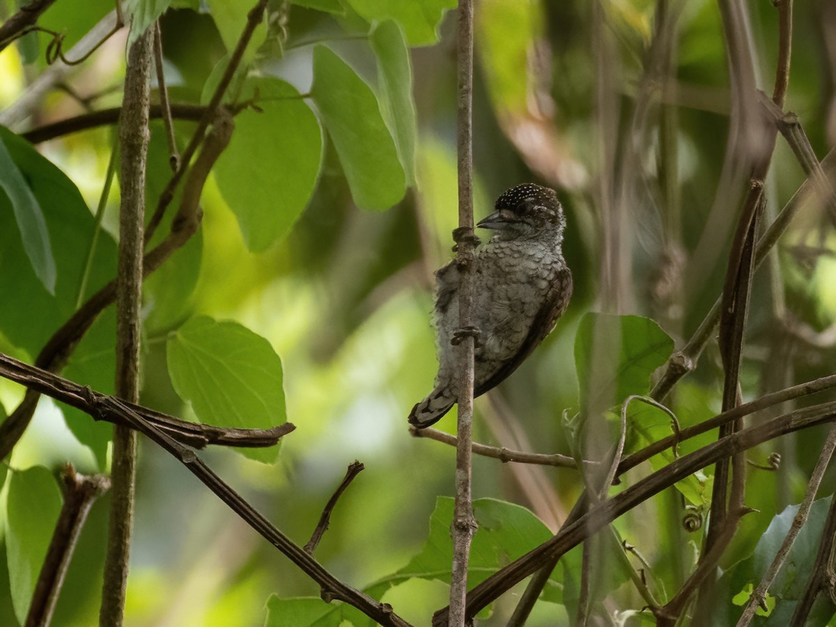 Scaled Piculet - ML538538331