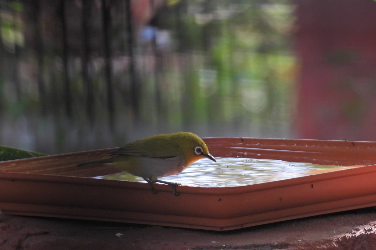 Indian White-eye - Ragoo  Rao