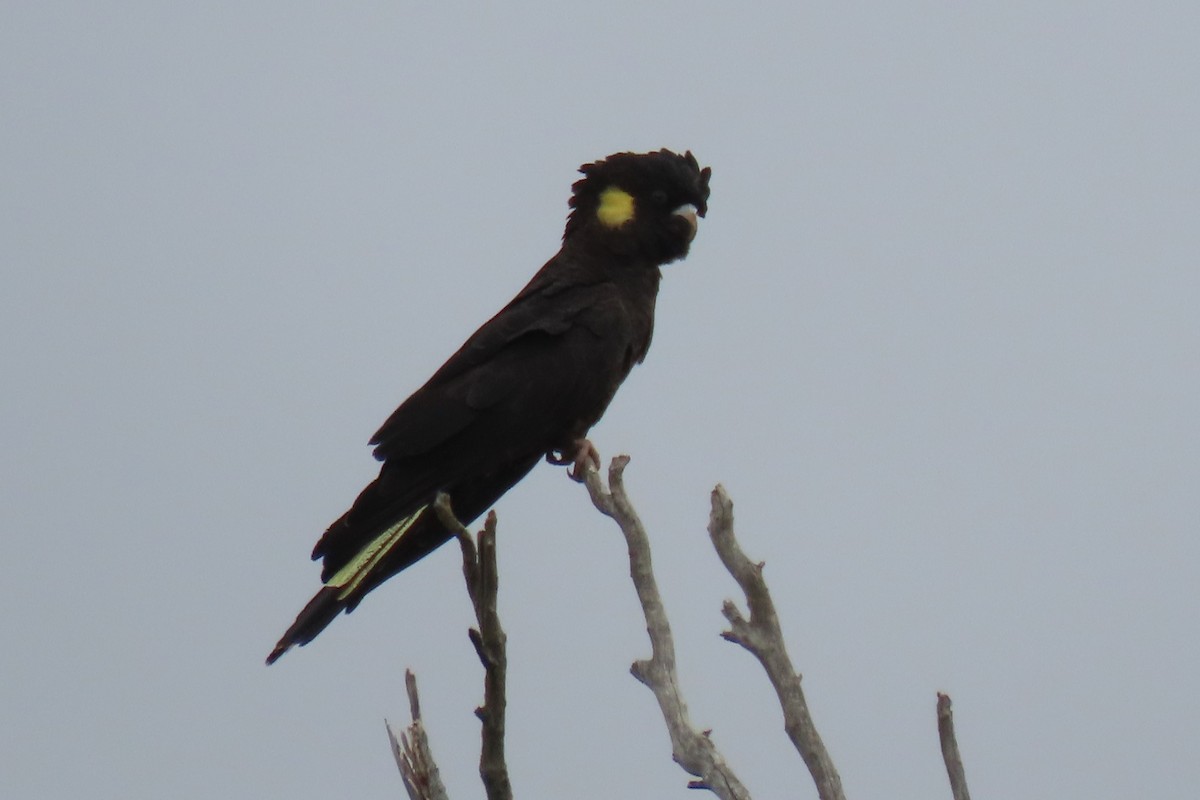 Cacatúa Fúnebre Coliamarilla - ML538538831