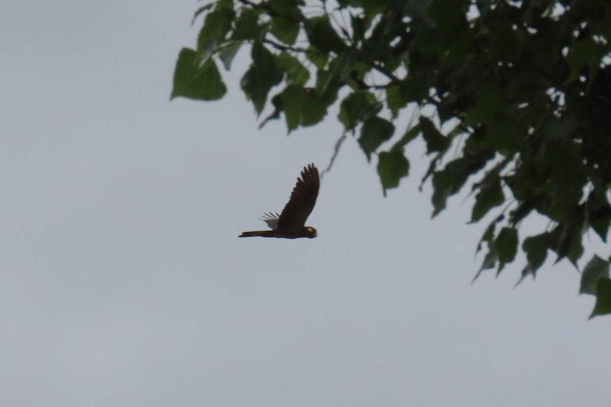 Cacatúa Fúnebre Coliamarilla - ML538538841