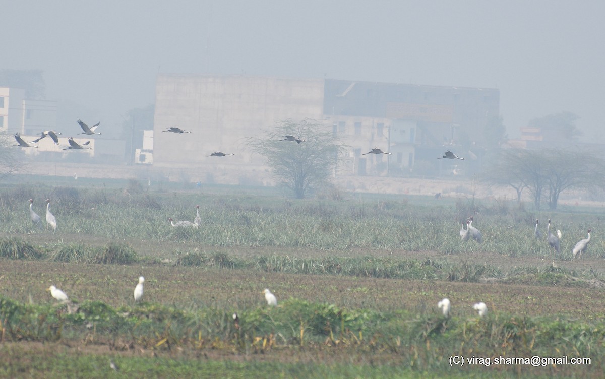 Common Crane - ML538539621