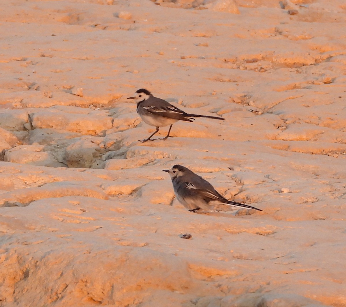 White Wagtail - ML538540911