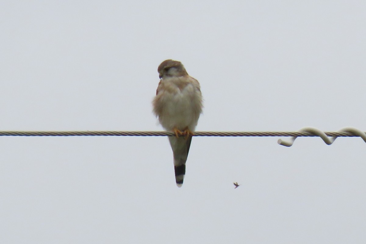 Nankeen Kestrel - Deb & Rod R