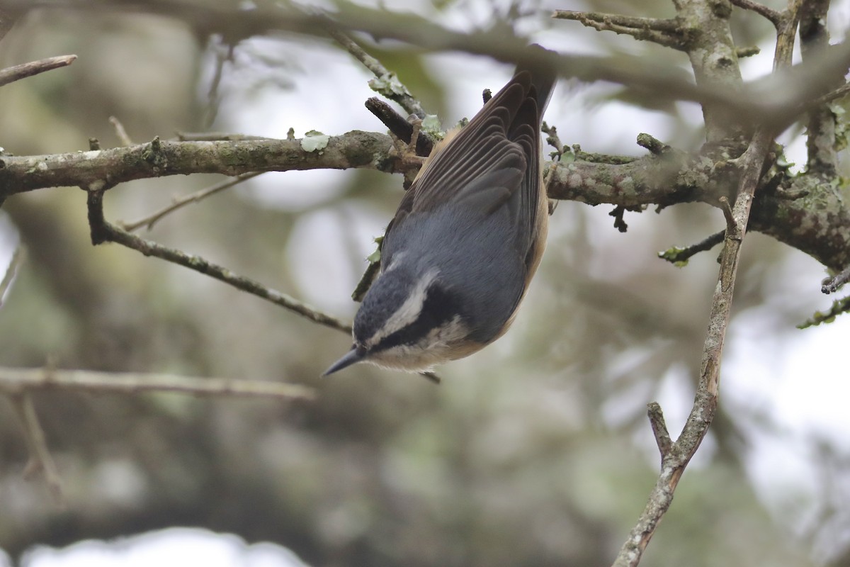 Red-breasted Nuthatch - ML538541651