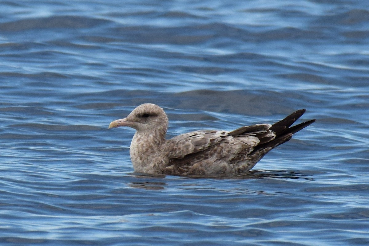 California Gull - ML538541671