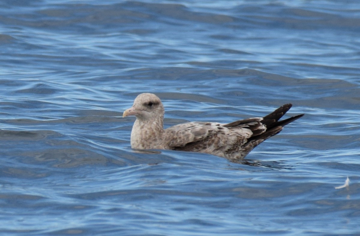 California Gull - ML538541701