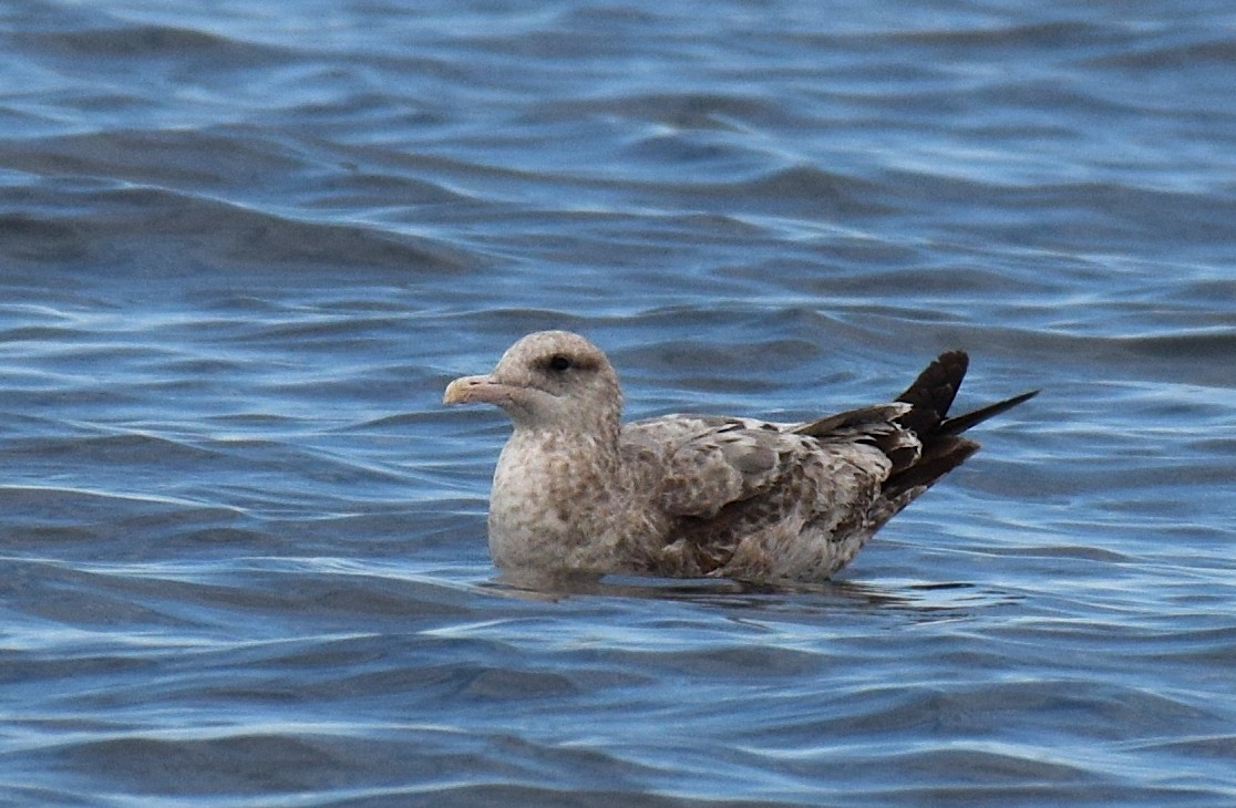 California Gull - ML538541711