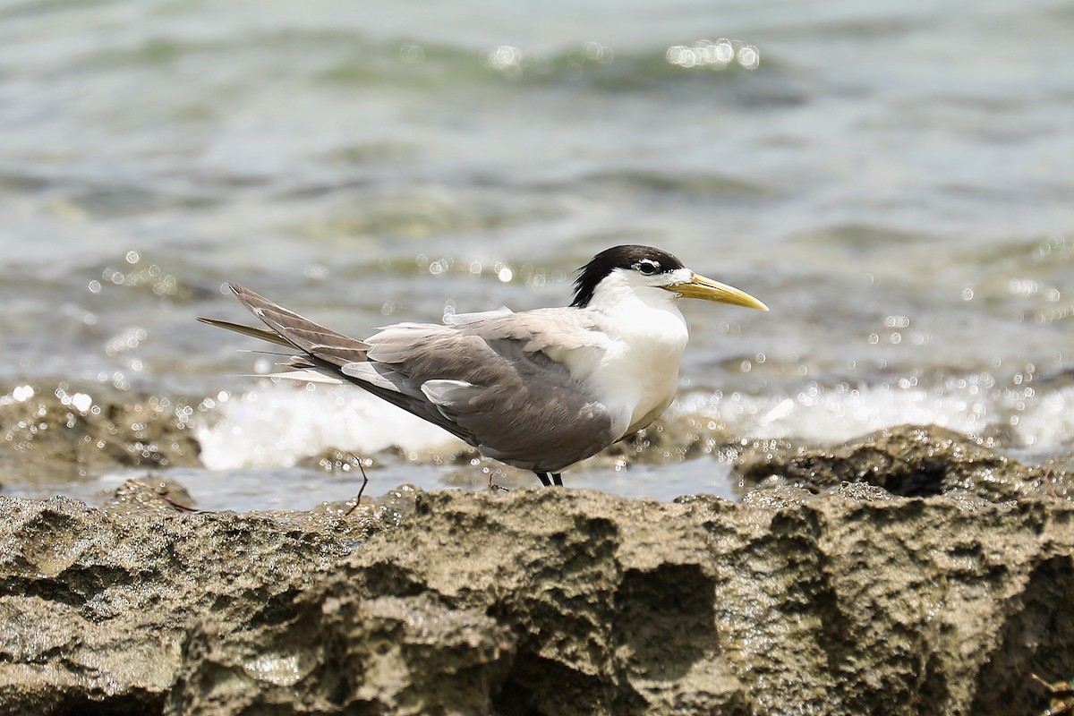 Great Crested Tern - ML538542071