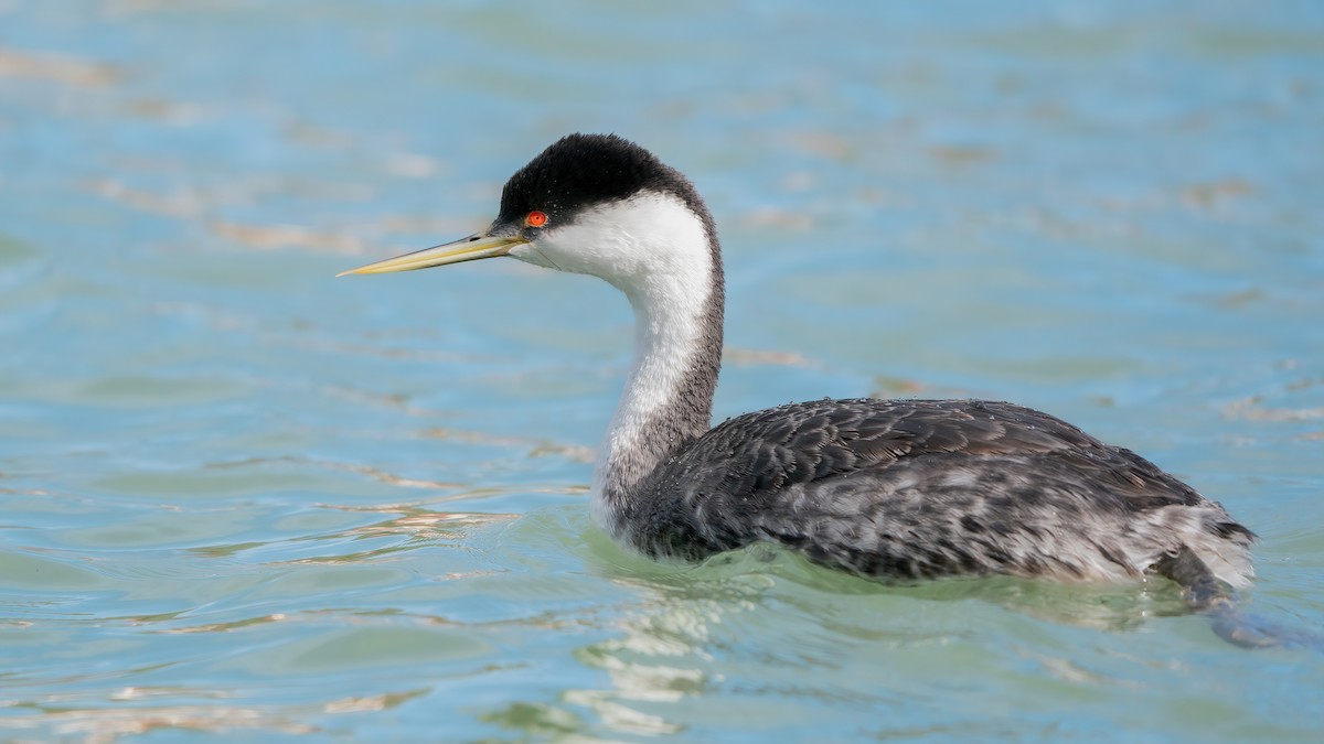 Western Grebe - ML538542561