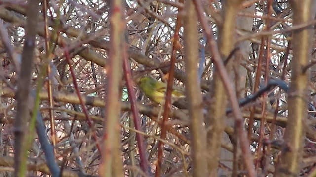 Eurasian Siskin - ML538542701