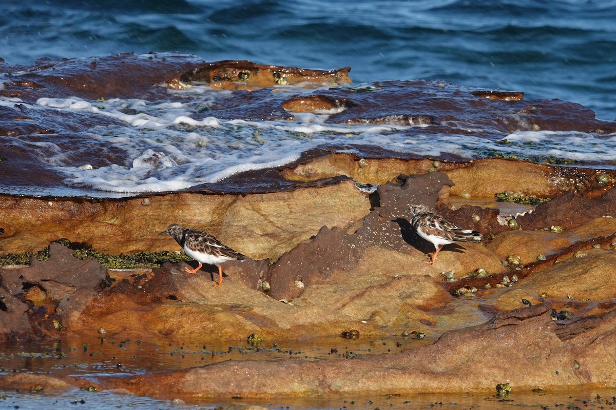 Ruddy Turnstone - ML538542721