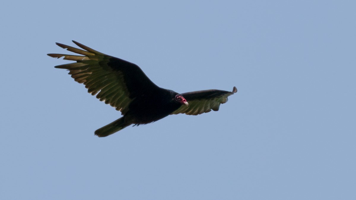 Urubu à tête rouge - ML538543531