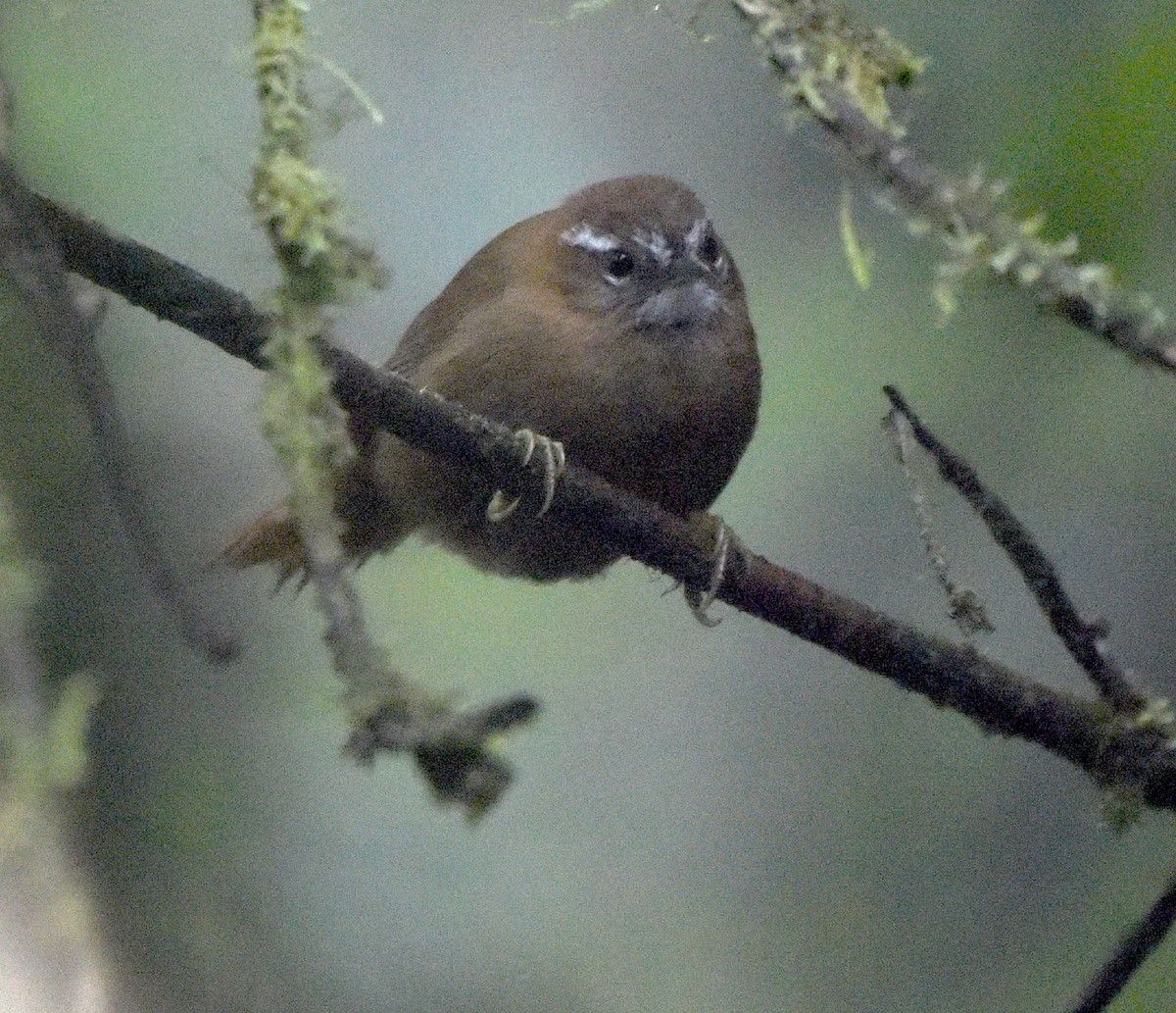 White-browed Spinetail - Kristen Cart