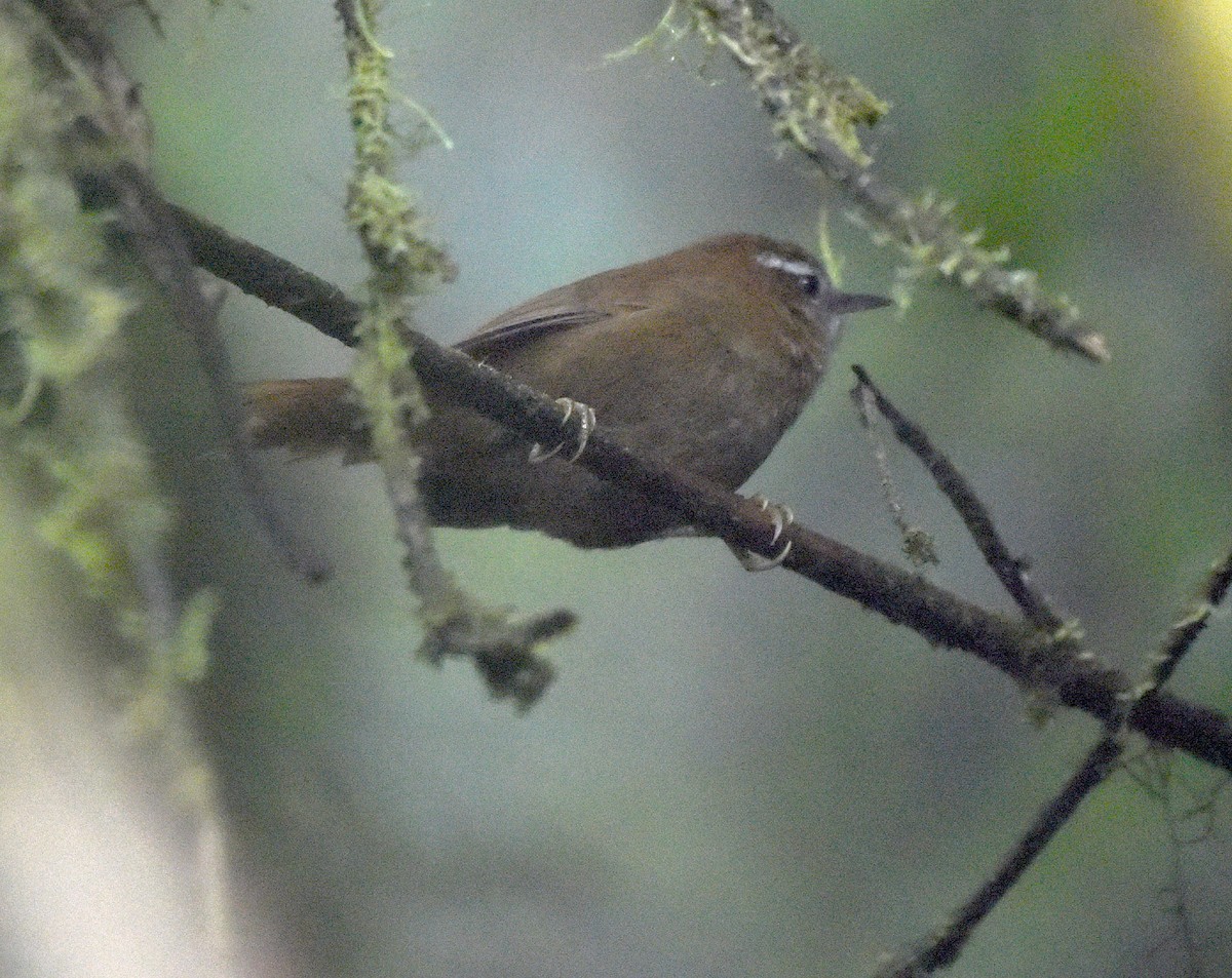 White-browed Spinetail - Kristen Cart