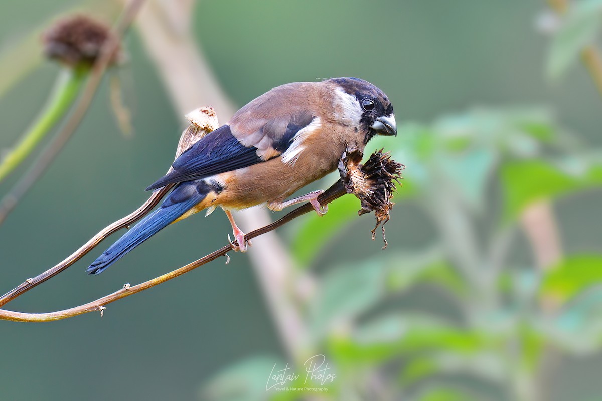 White-cheeked Bullfinch - ML538544751