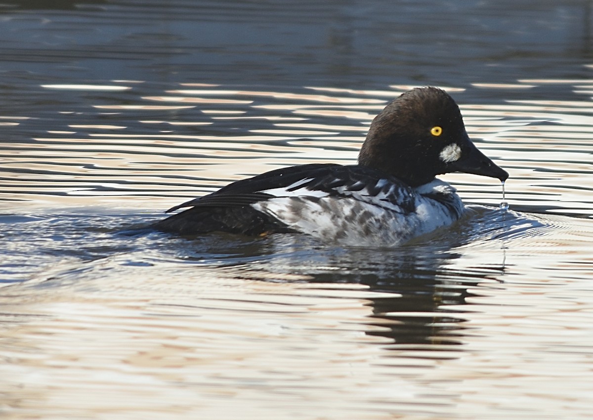 Common Goldeneye - ML538545121