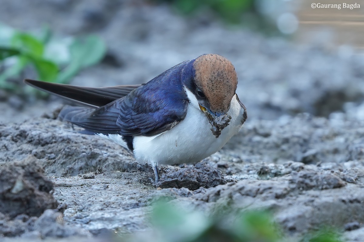 Wire-tailed Swallow - Gaurang Bagda