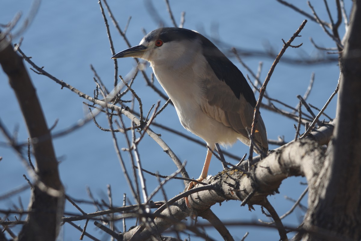 Black-crowned Night Heron - ML538545201