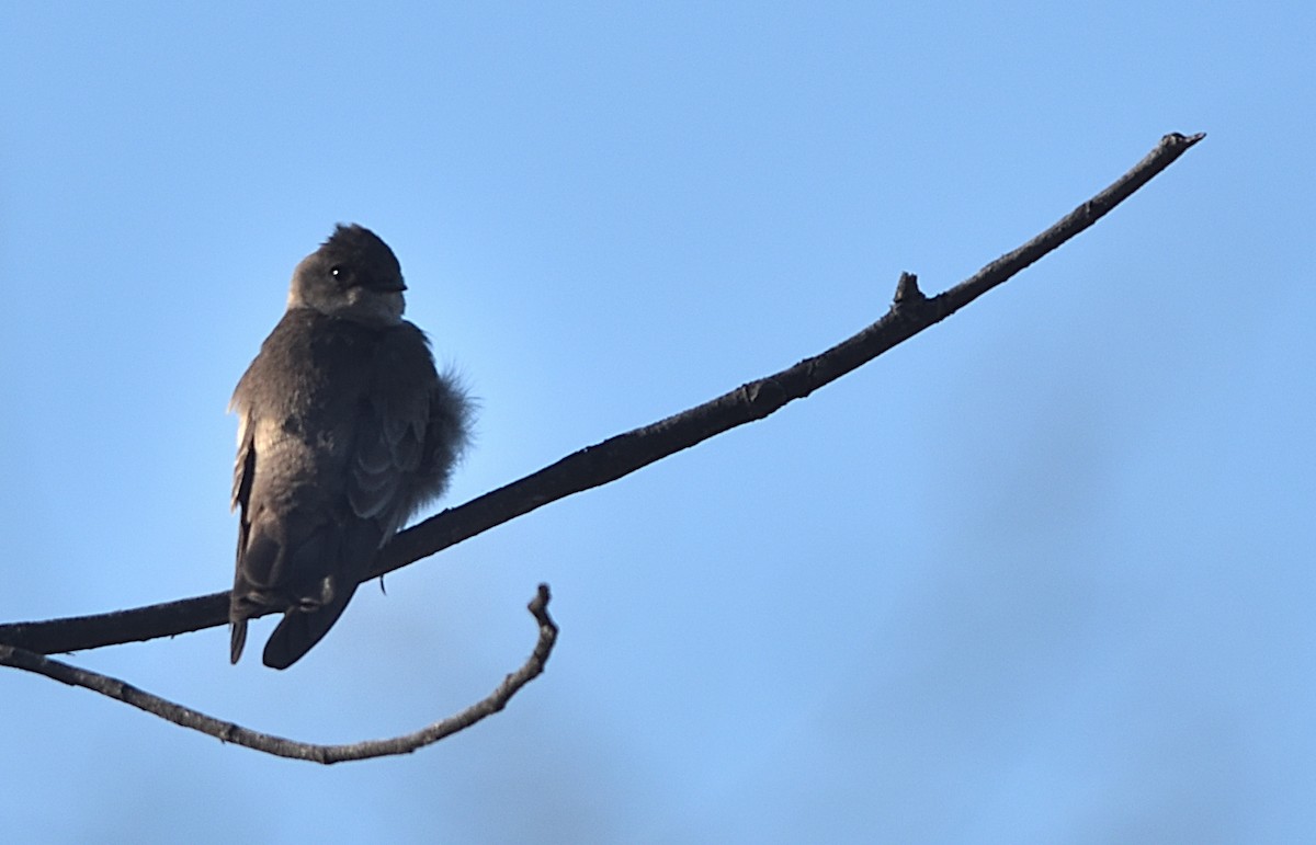Northern Rough-winged Swallow - ML538545211