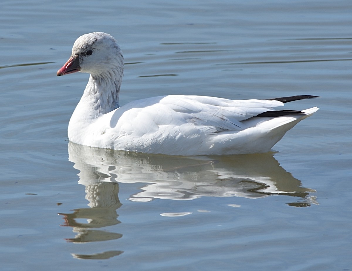 Ross's Goose - ML538545251