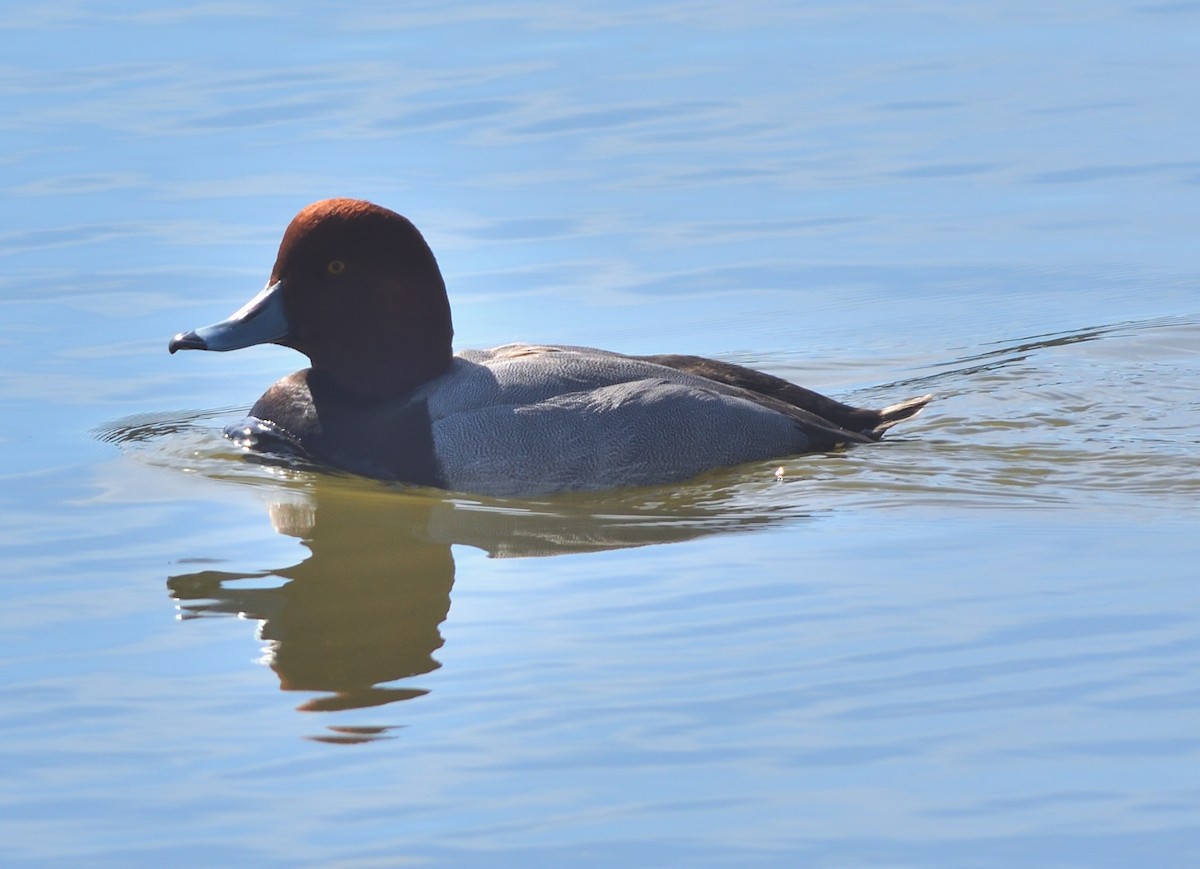 Redhead - ML538545271