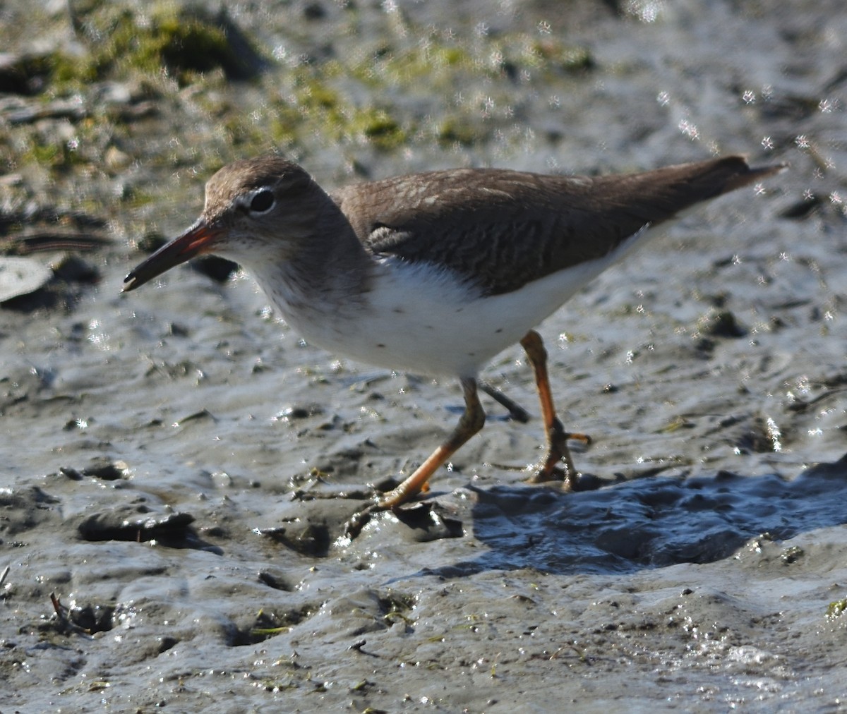 Spotted Sandpiper - ML538545331