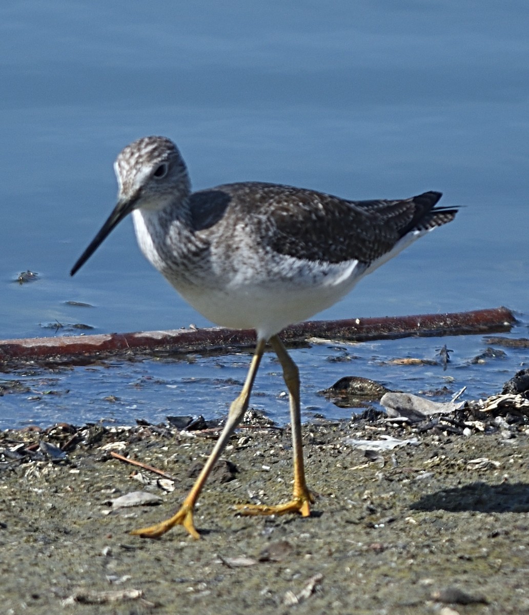 Greater Yellowlegs - ML538545341