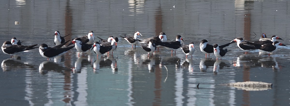 Black Skimmer - ML538545401