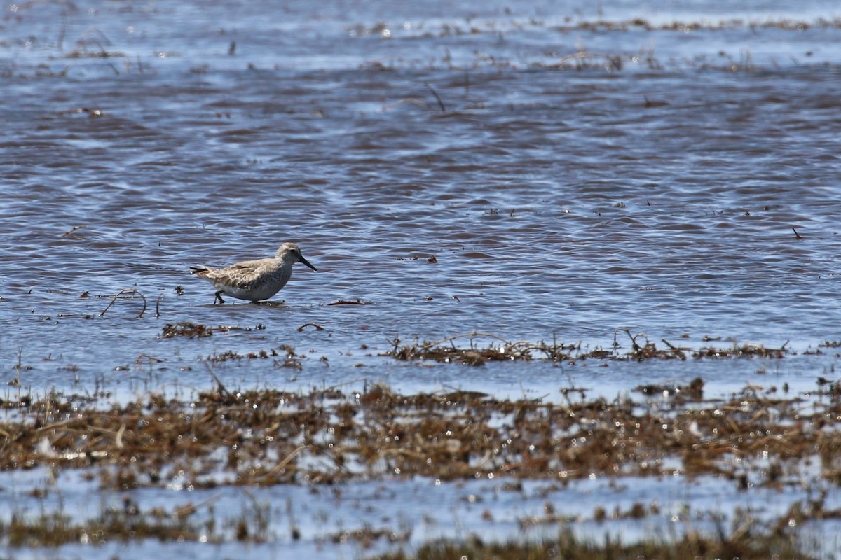 Red Knot - ML538545451