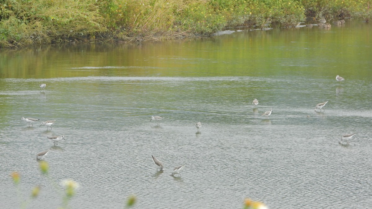 Common Greenshank - ML538546771