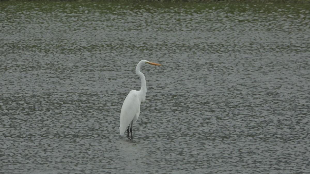 Great Egret - ML538546951