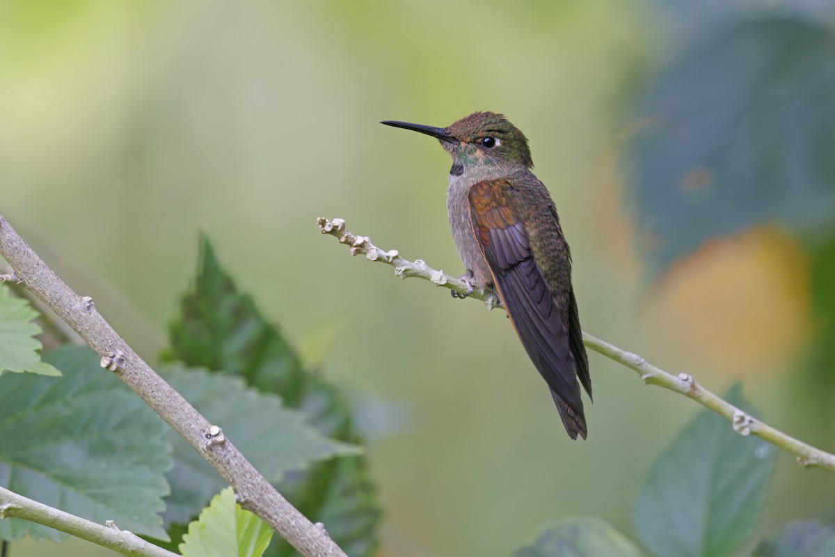 Fawn-breasted Brilliant - ML538547451