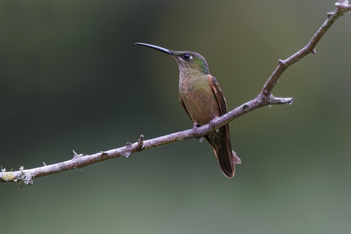 kolibřík hnědobřichý - ML538547461