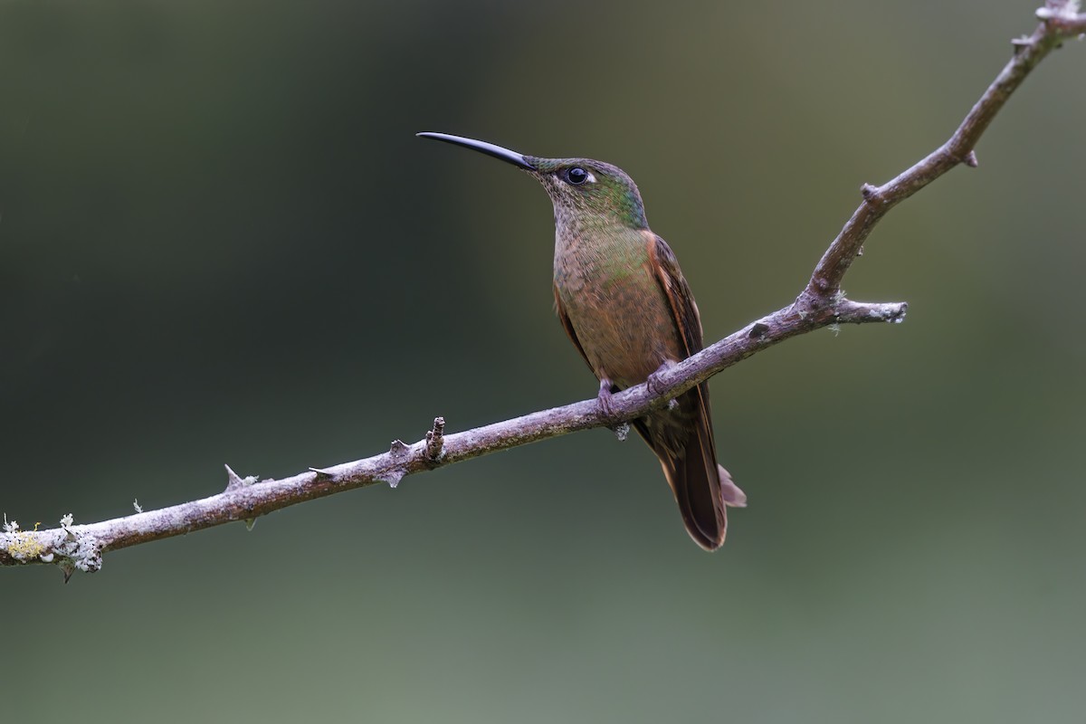 Fawn-breasted Brilliant - ML538547461