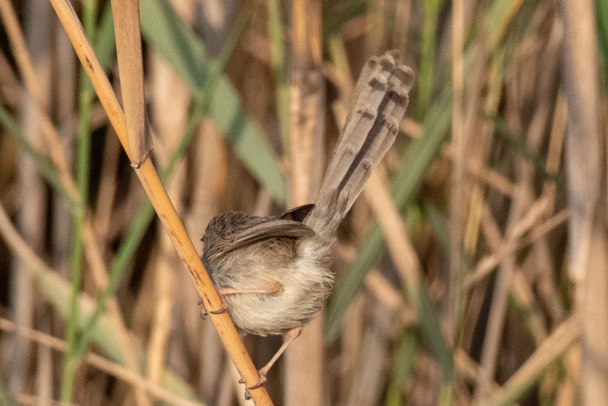 Delicate Prinia - Muhammad Alhujeli