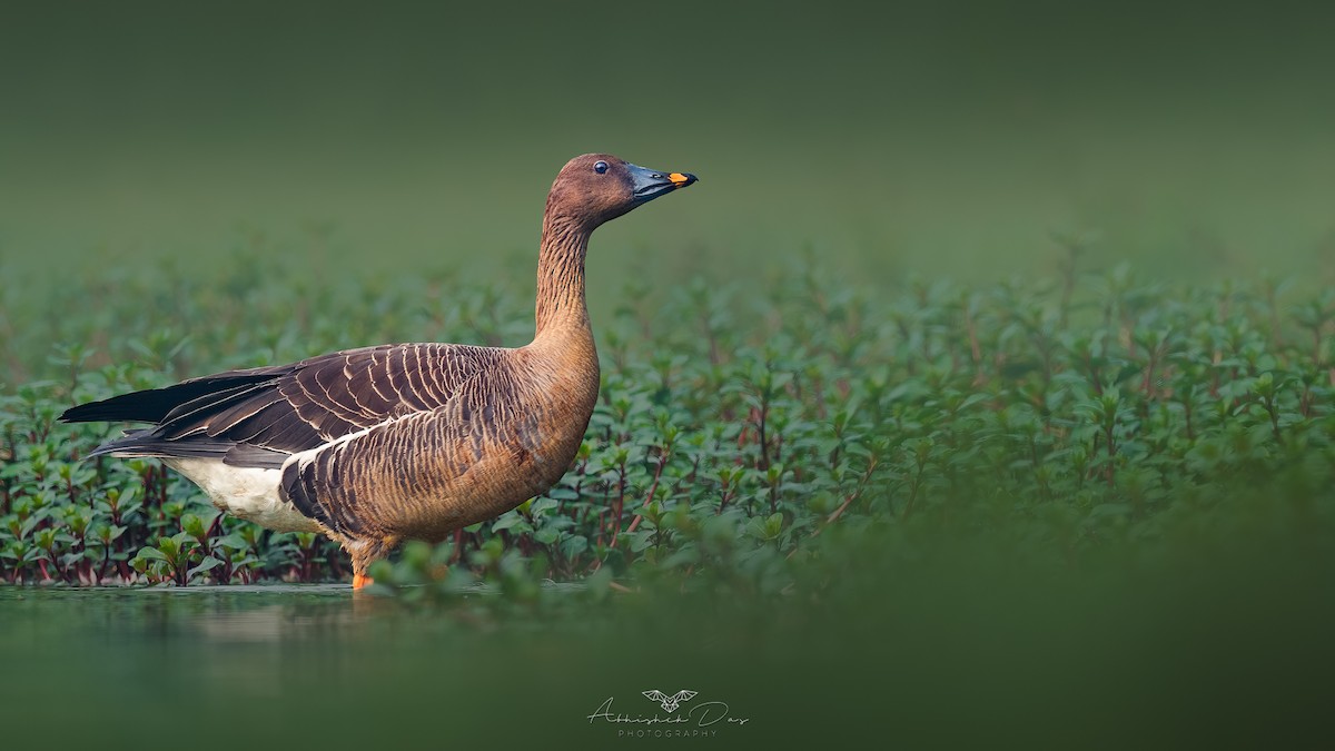 Tundra Bean-Goose - ML538549011