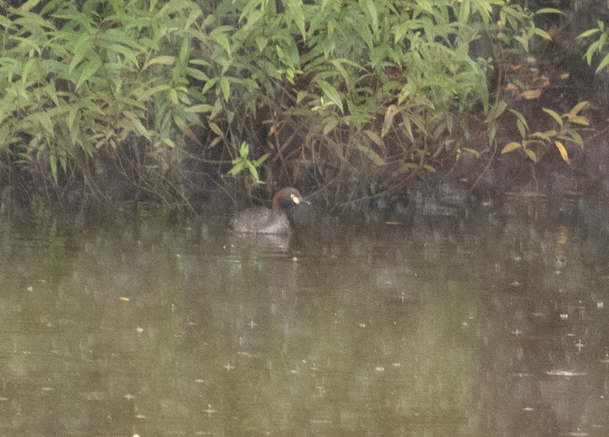 Australasian Grebe - ML538550171