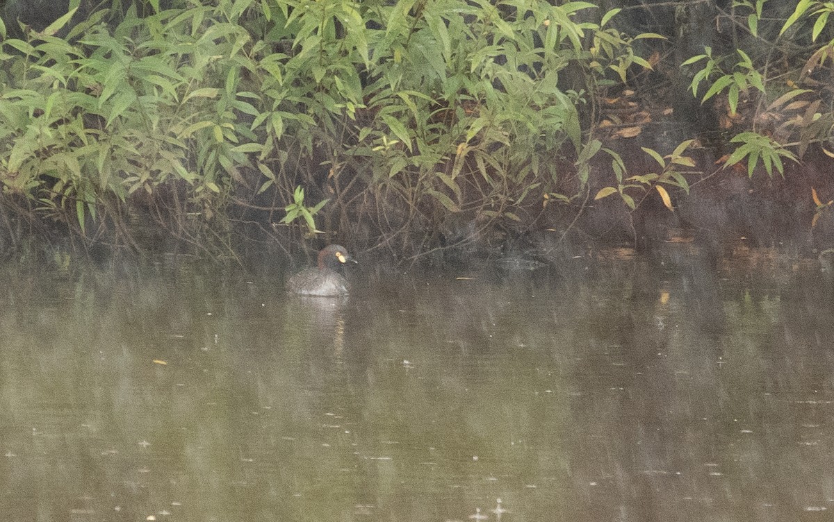 Australasian Grebe - ML538550181