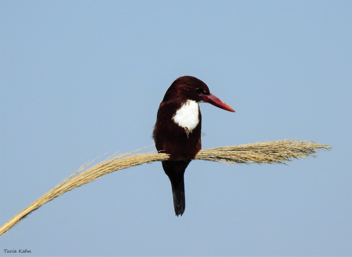 White-throated Kingfisher - Tuvia Kahn