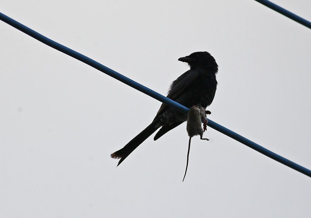 Black Drongo - ML538551661